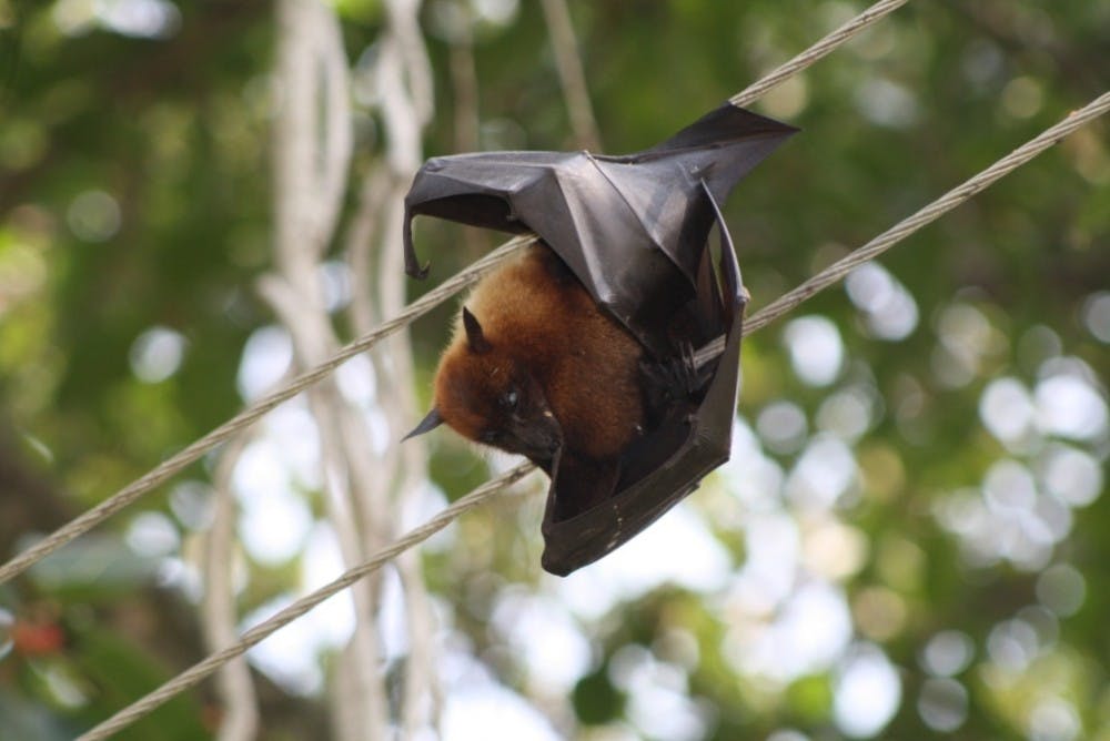 bat1