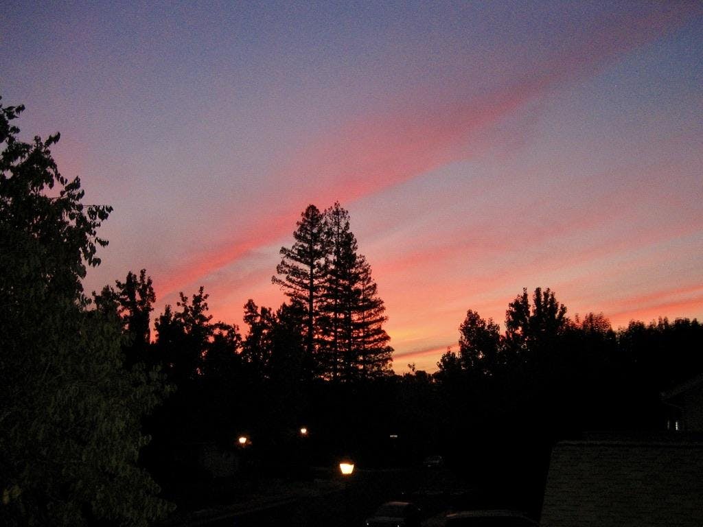 The shadow of a tree and pink streaks in the sunset sky.