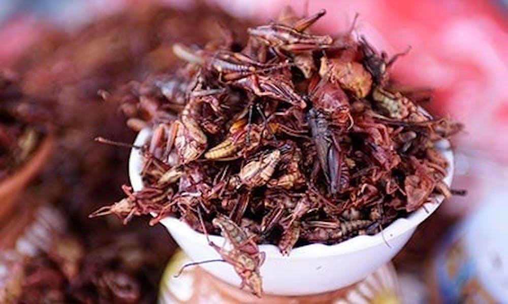 mexico-insects-food-008.jpg
