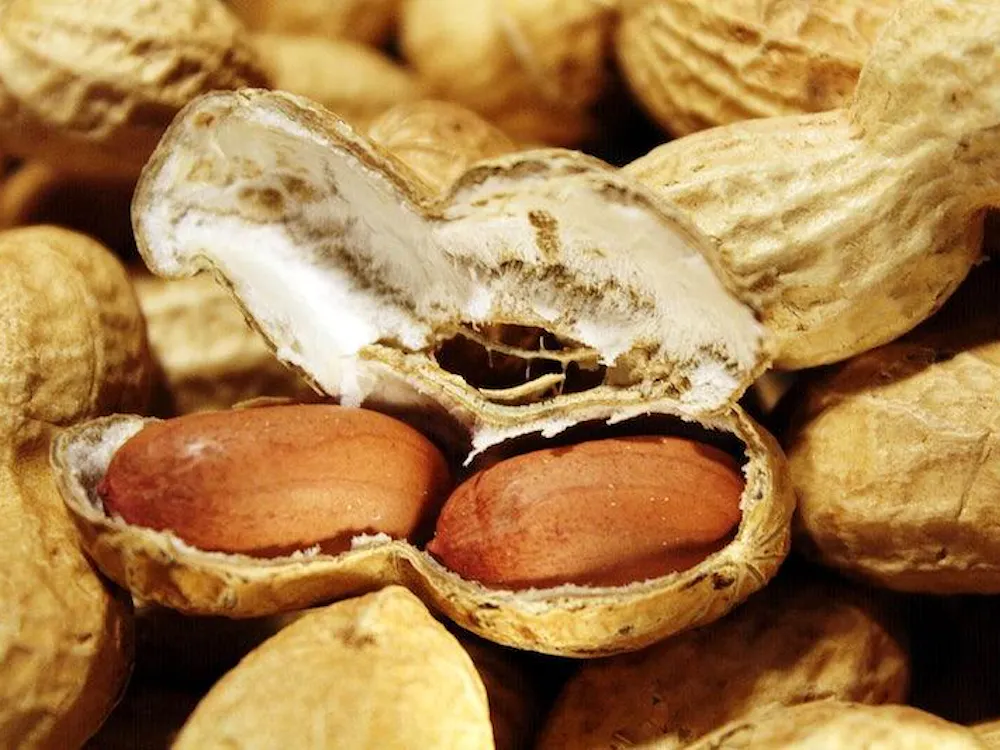 "Peanuts," Free public domain CC0 photo./CC0 1.0 Universal