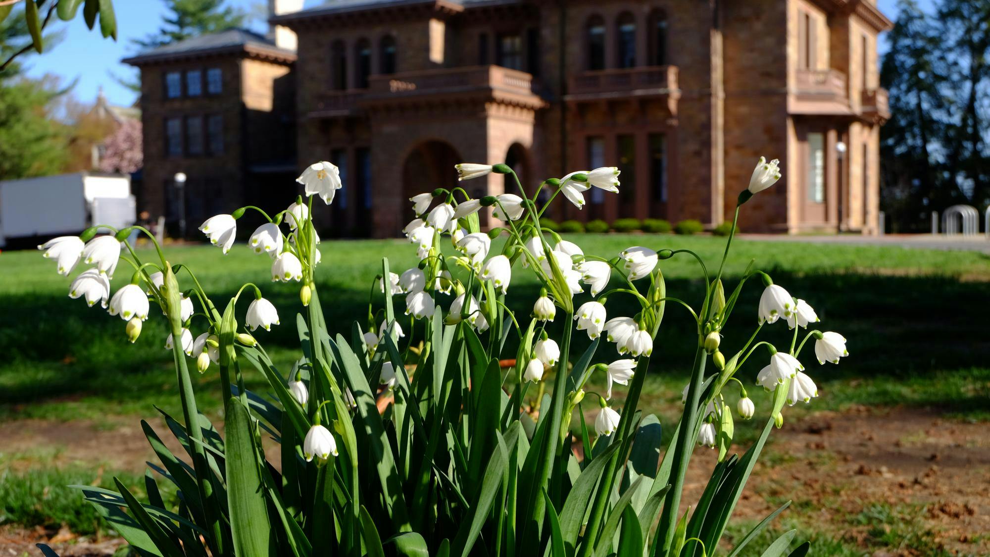 Lilies in front of Prospect - MC McCoy (4_9_25).JPG