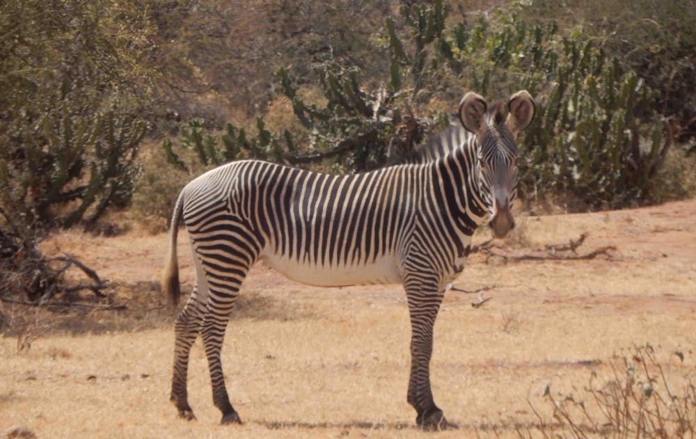McKenna Brownell ’19's research at the Mpala research center focused on gene behavior in zebras. Photo courtesy of the Mpala website.     