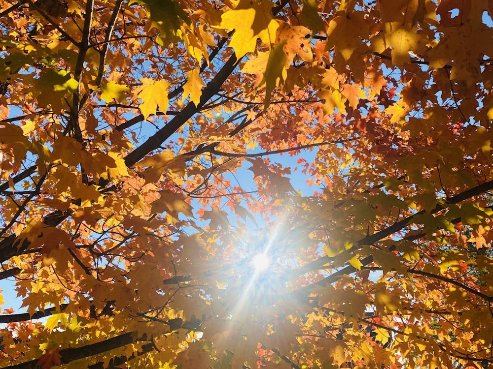 Sunlight shines through vibrant fall leaves near Butler College.
Guanyi Cao / The Daily Princetonian