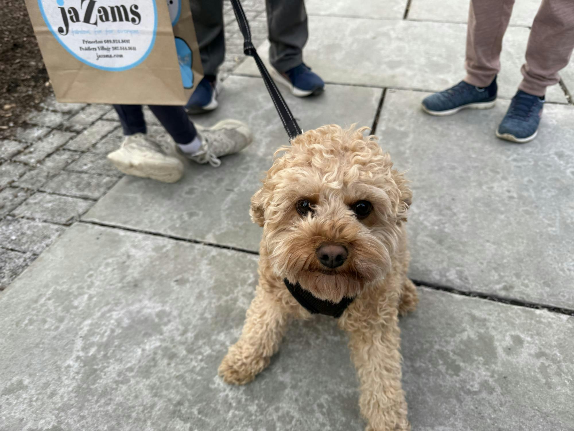 A brown dog with curly fur sits on the sidewalk.