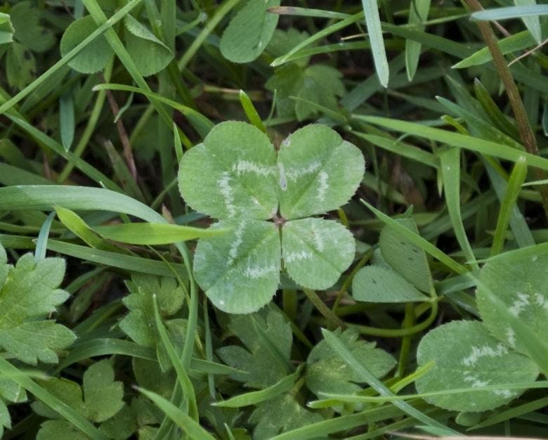 fourleafclover.jpg