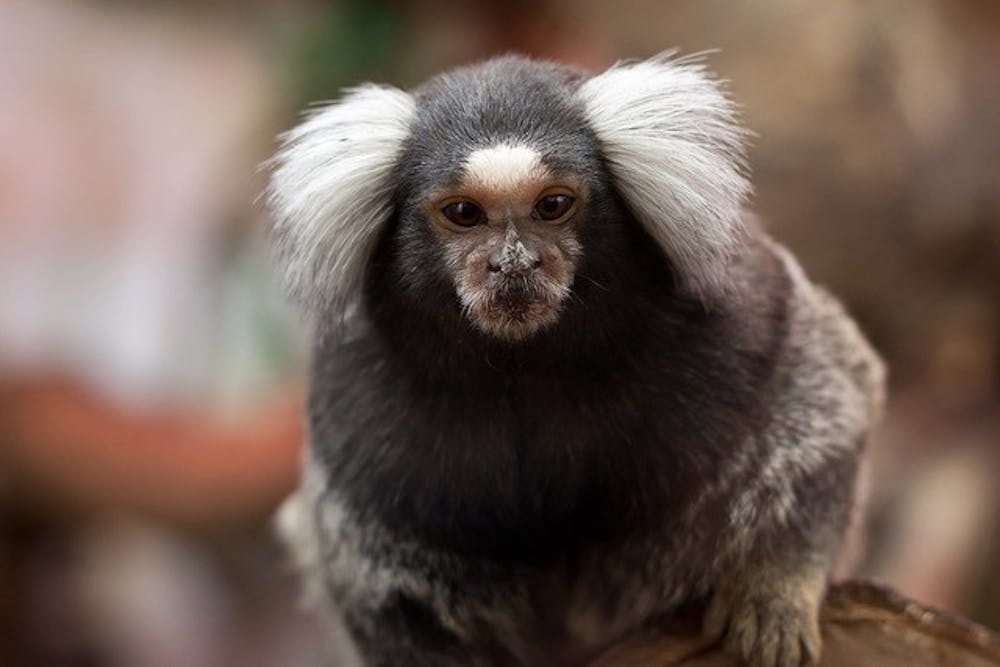 marmoset