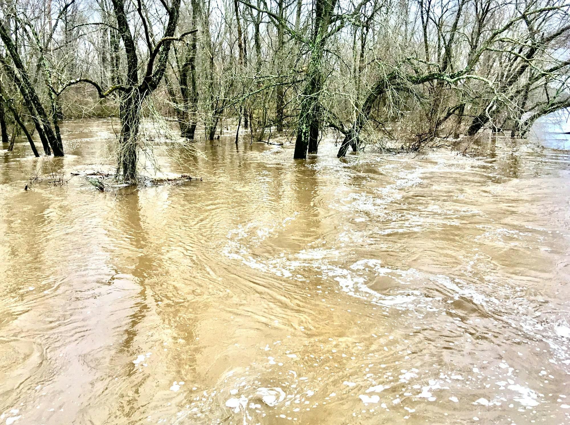 Muddy flood waters swirl around trees.