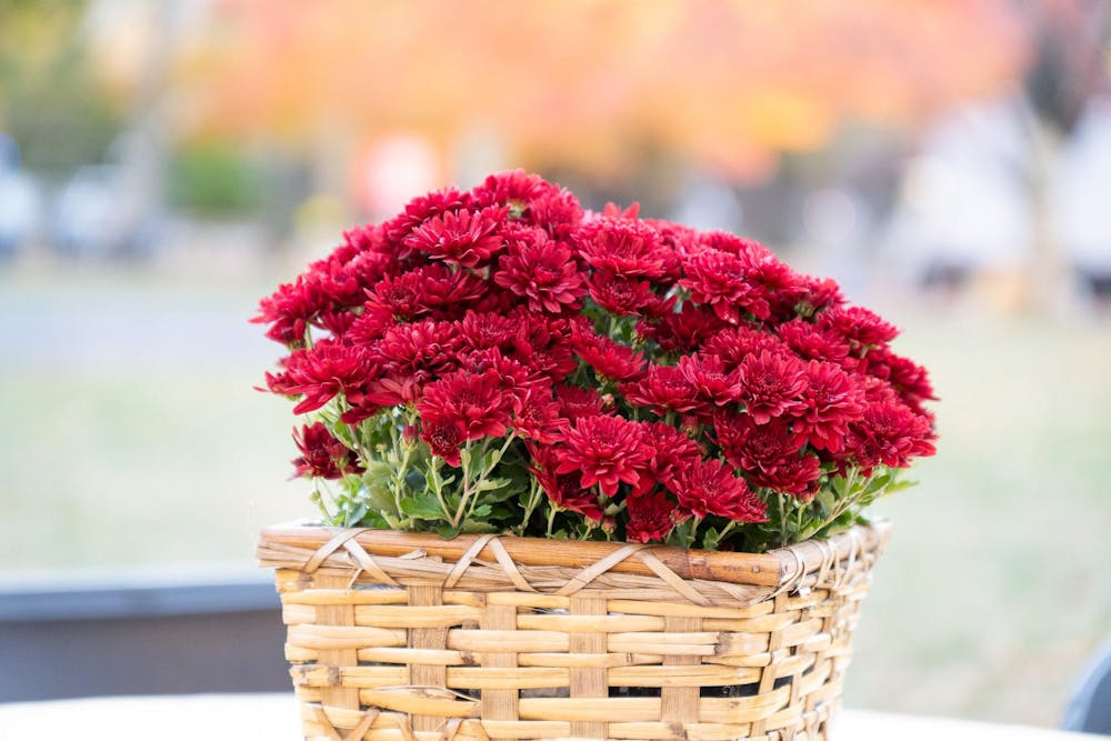 CC_Flowers - Gheorghita (10_25_24).jpg