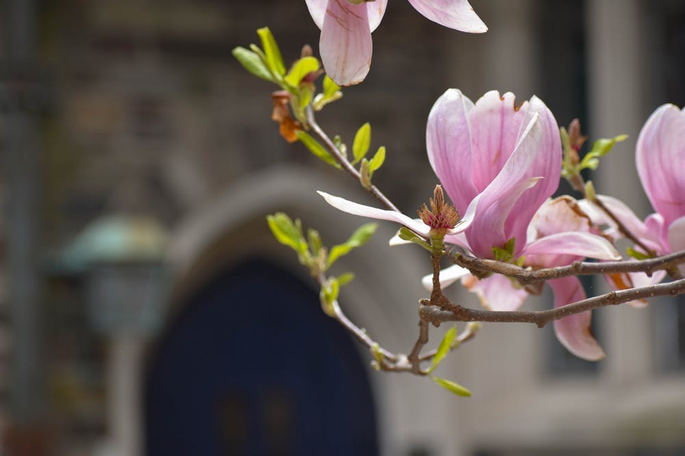 <h5>Blossoms on one of Pyne Courtyard’s two large magnolia trees.</h5>
<h6>Mark Dodici / The Daily Princetonian</h6>