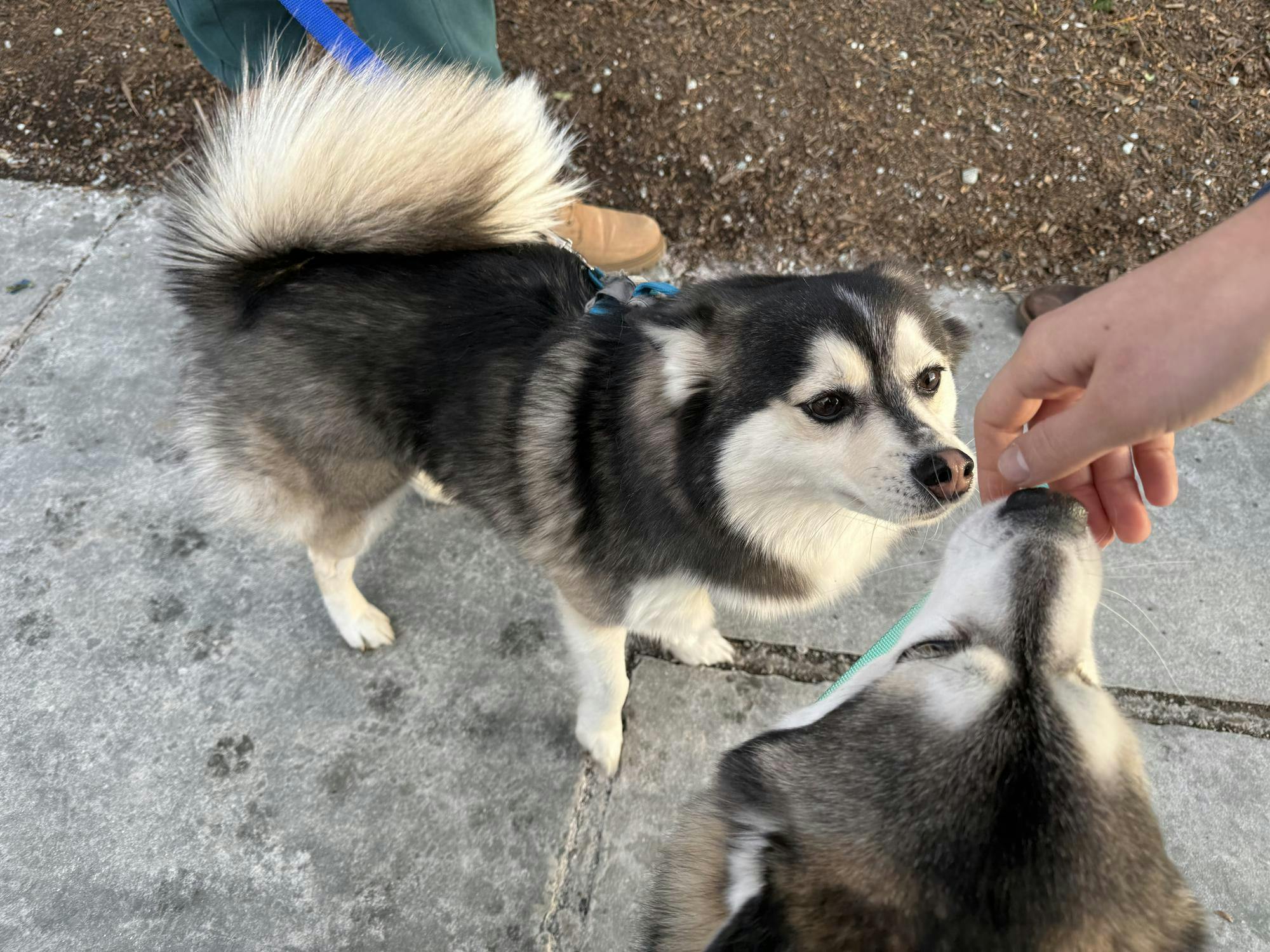 Two black and white dogs with fluffy tails sniff a hand on a sidewalk.