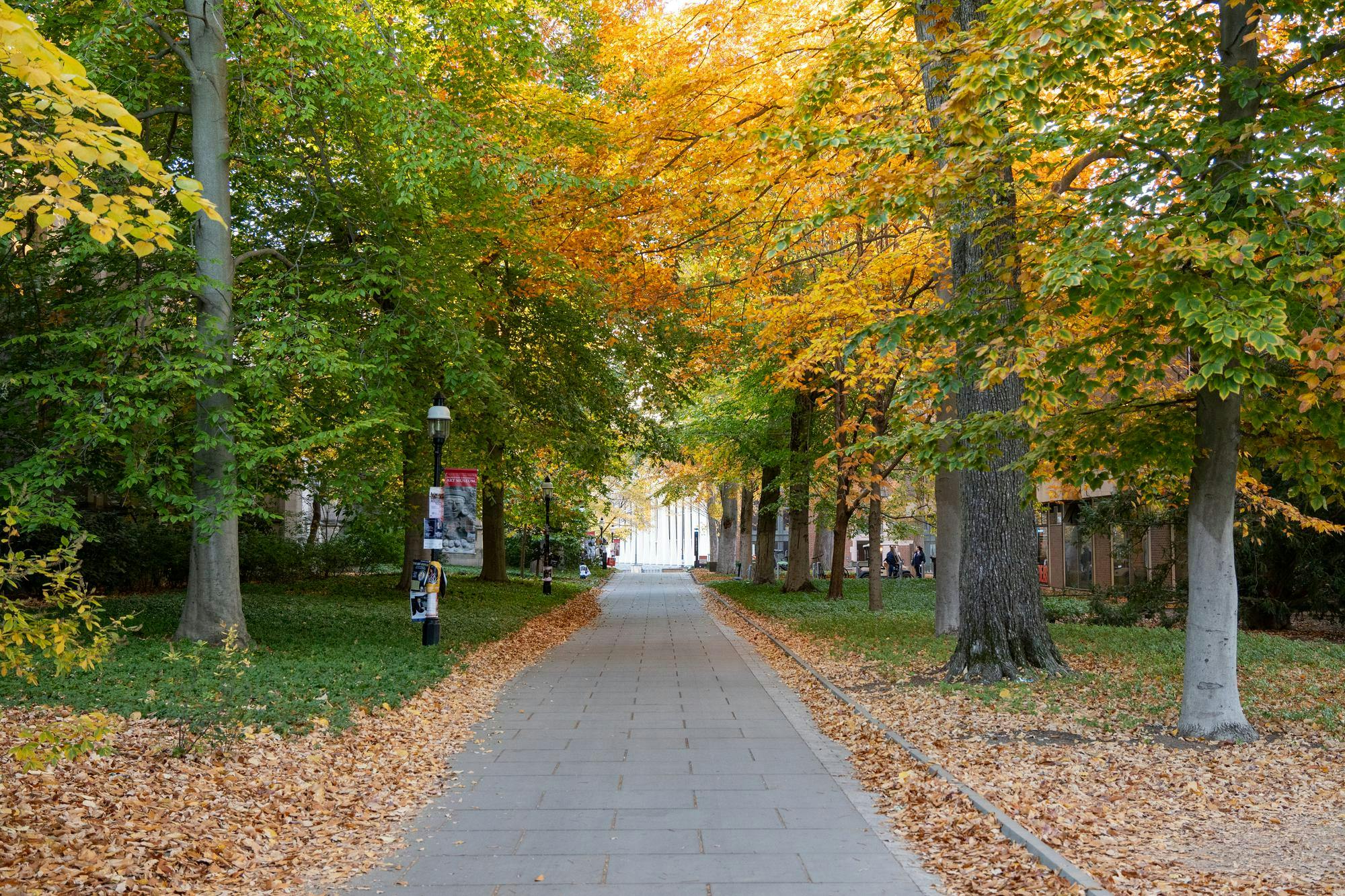 Brown leaves line a gray path surrounded by trees with green and yellow leaves