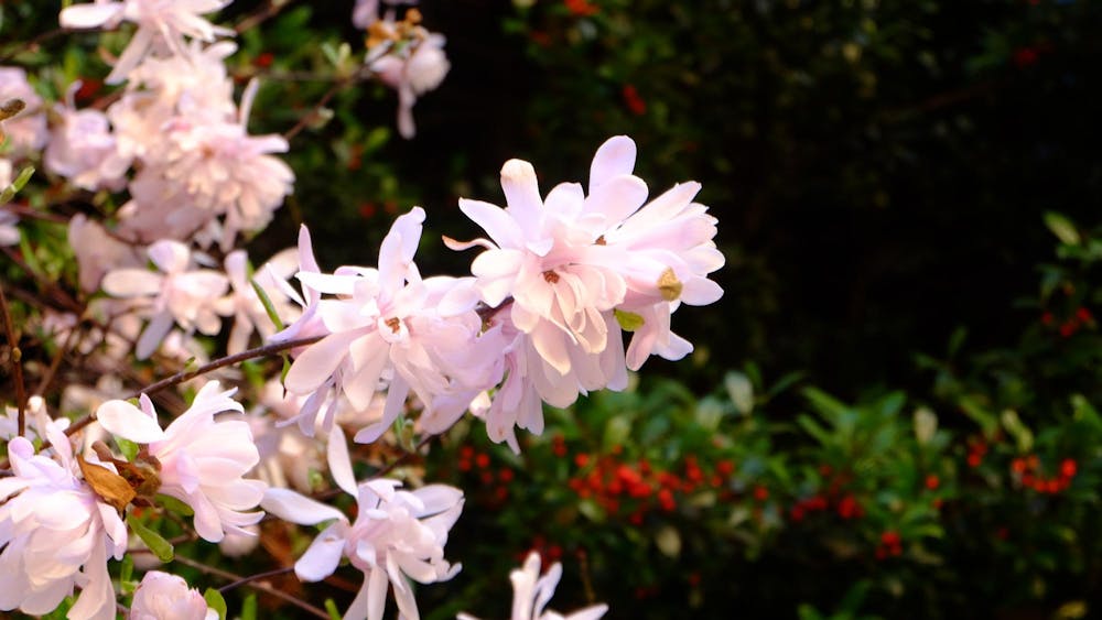 Flowers at Brown Hall - MC McCoy (4_9_25).JPG