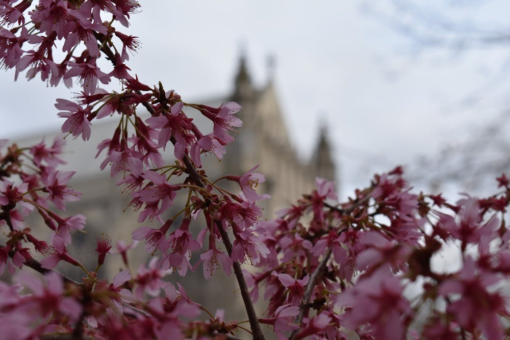 Blossoms Princeton Chapel Spring