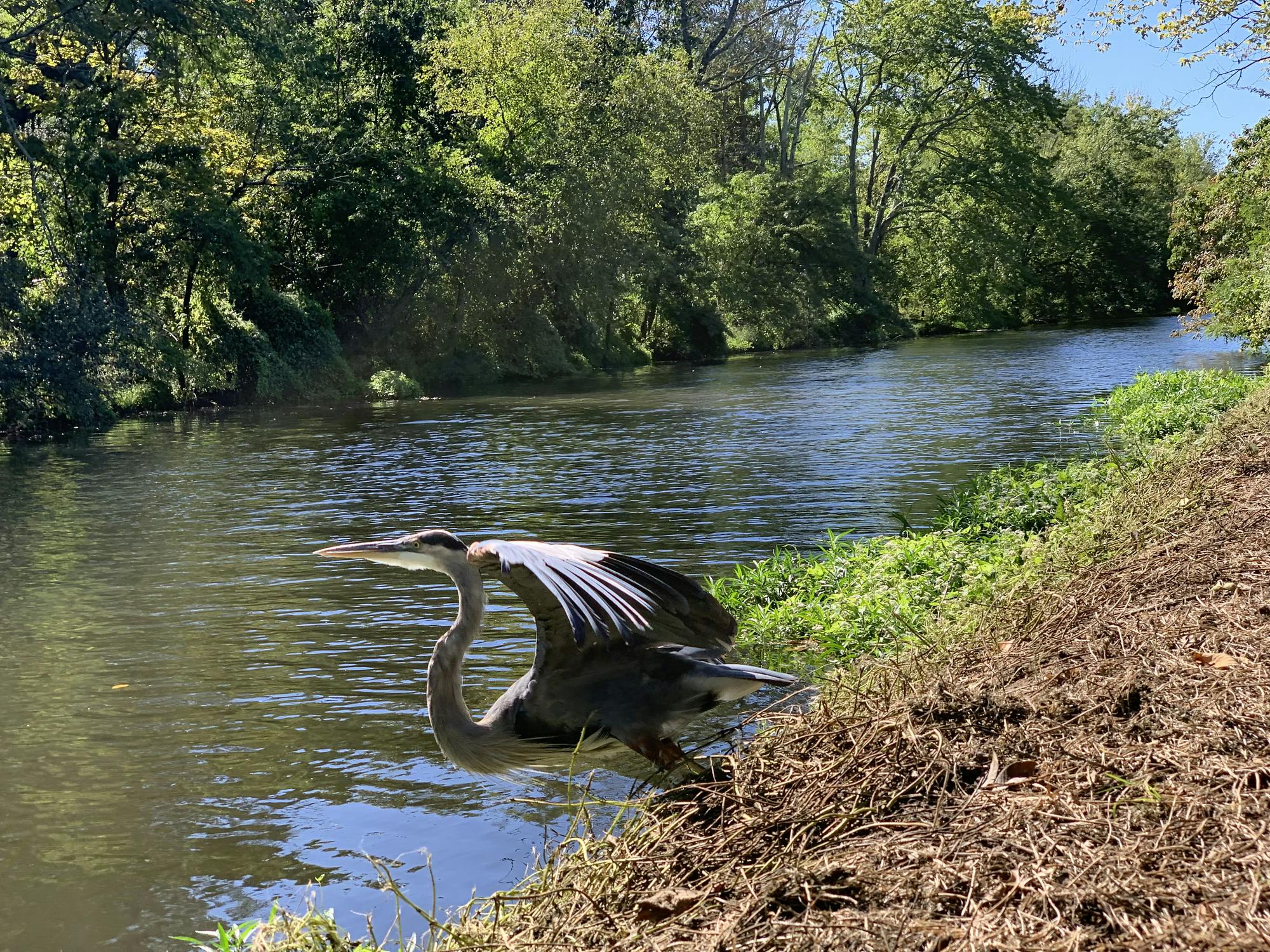 A great blue heron sits on the bank of a river. The trees across the river are green and full of leaves.