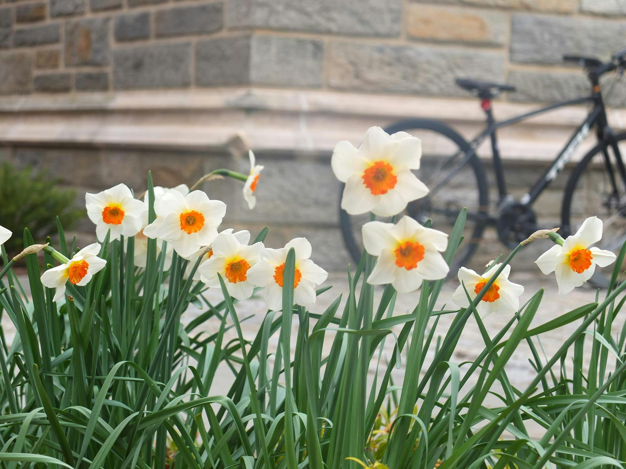 White Flowers at Firestone - MC McCoy (3_29_25).JPG