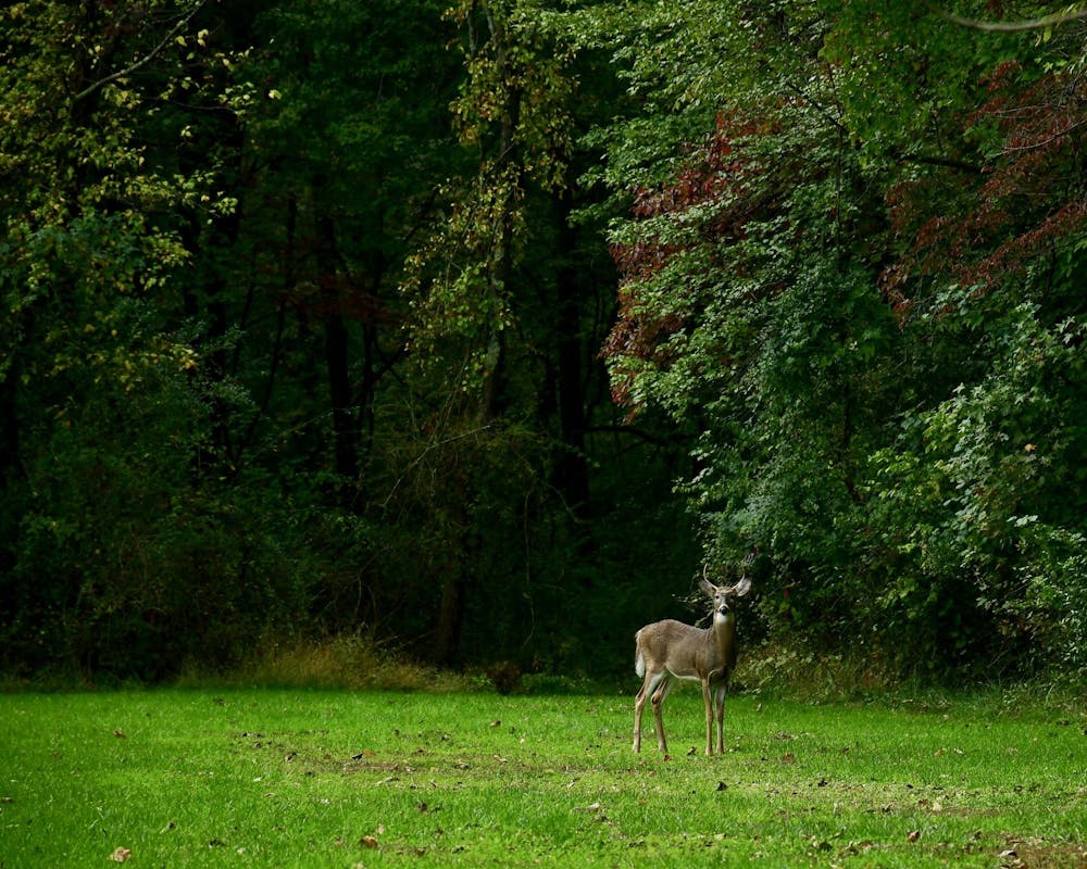 Deer in the Institute Woods