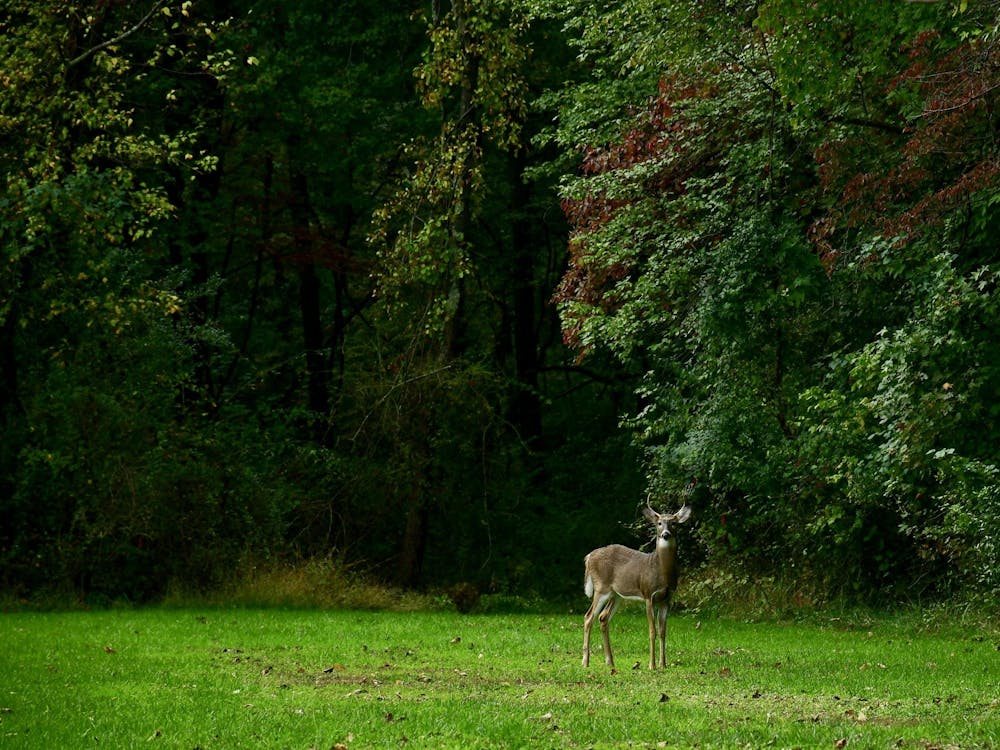 Deer in the Institute Woods