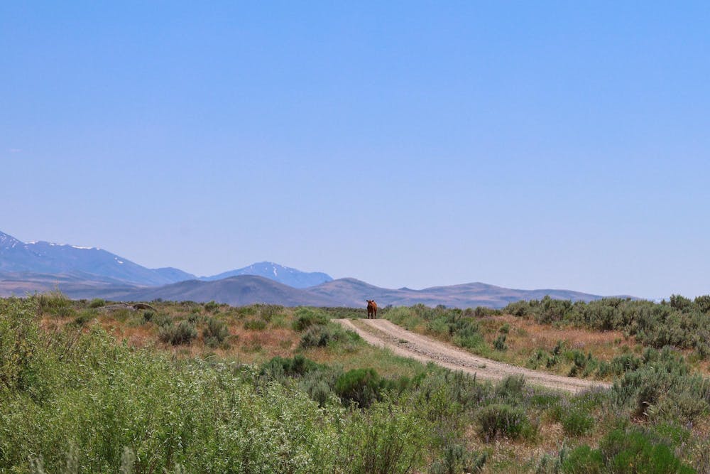 A lone cow stands along a pathway that cuts through the wilderness, mountains jutting into the sky in the background.