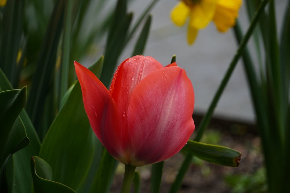 Tulip_Louisa Gheorghita.jpg