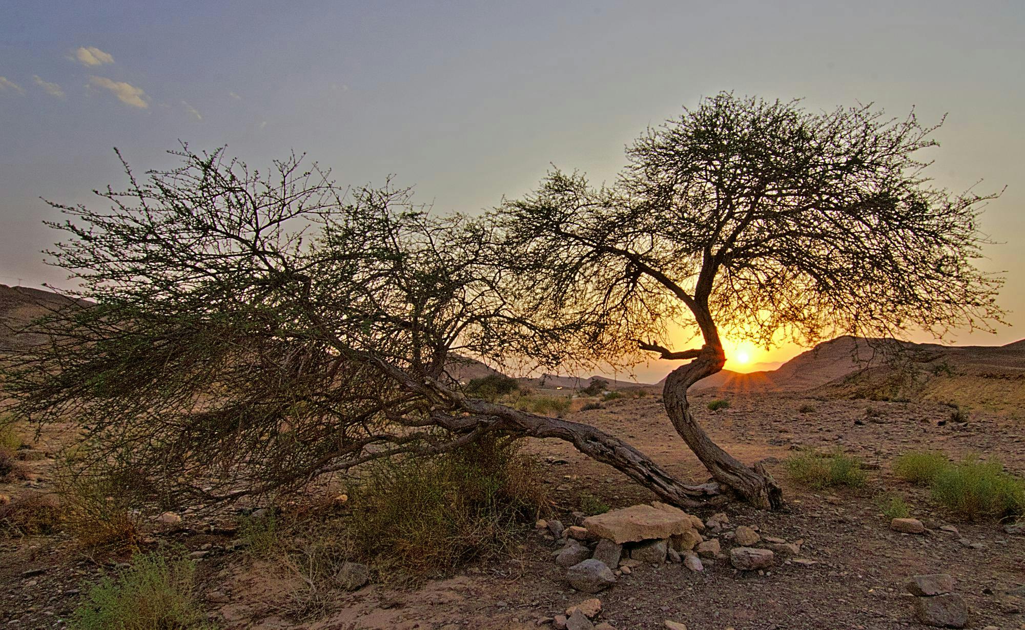 A desert tree in Israel
