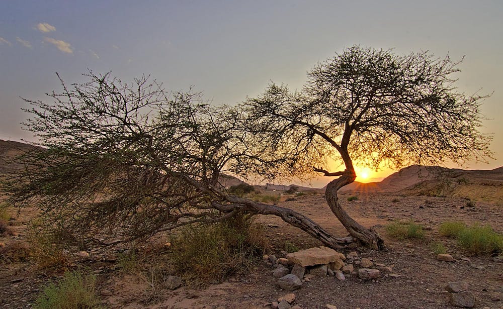 A desert tree in Israel