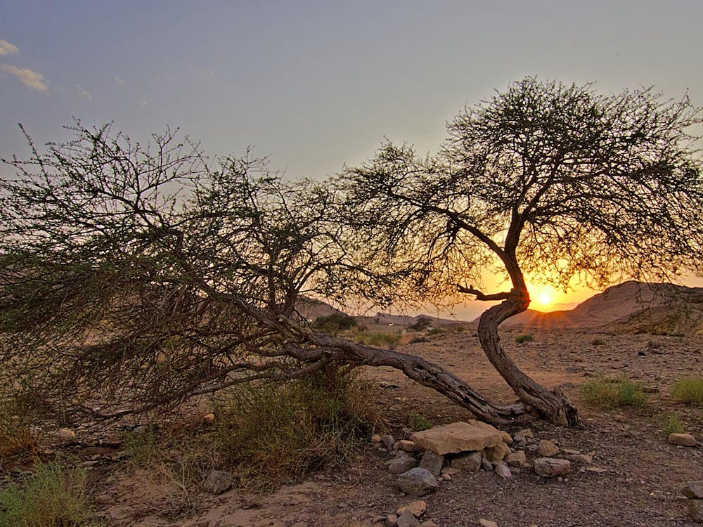 A desert tree in Israel