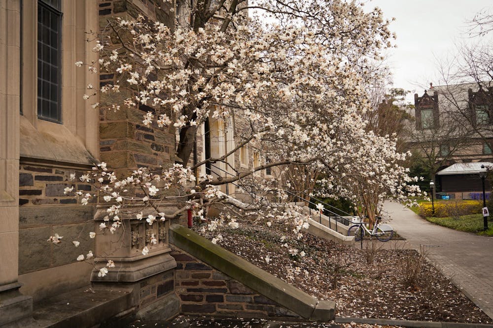 A small tree with white flowers stands outside of a stone building. In the background, the sky is gray.