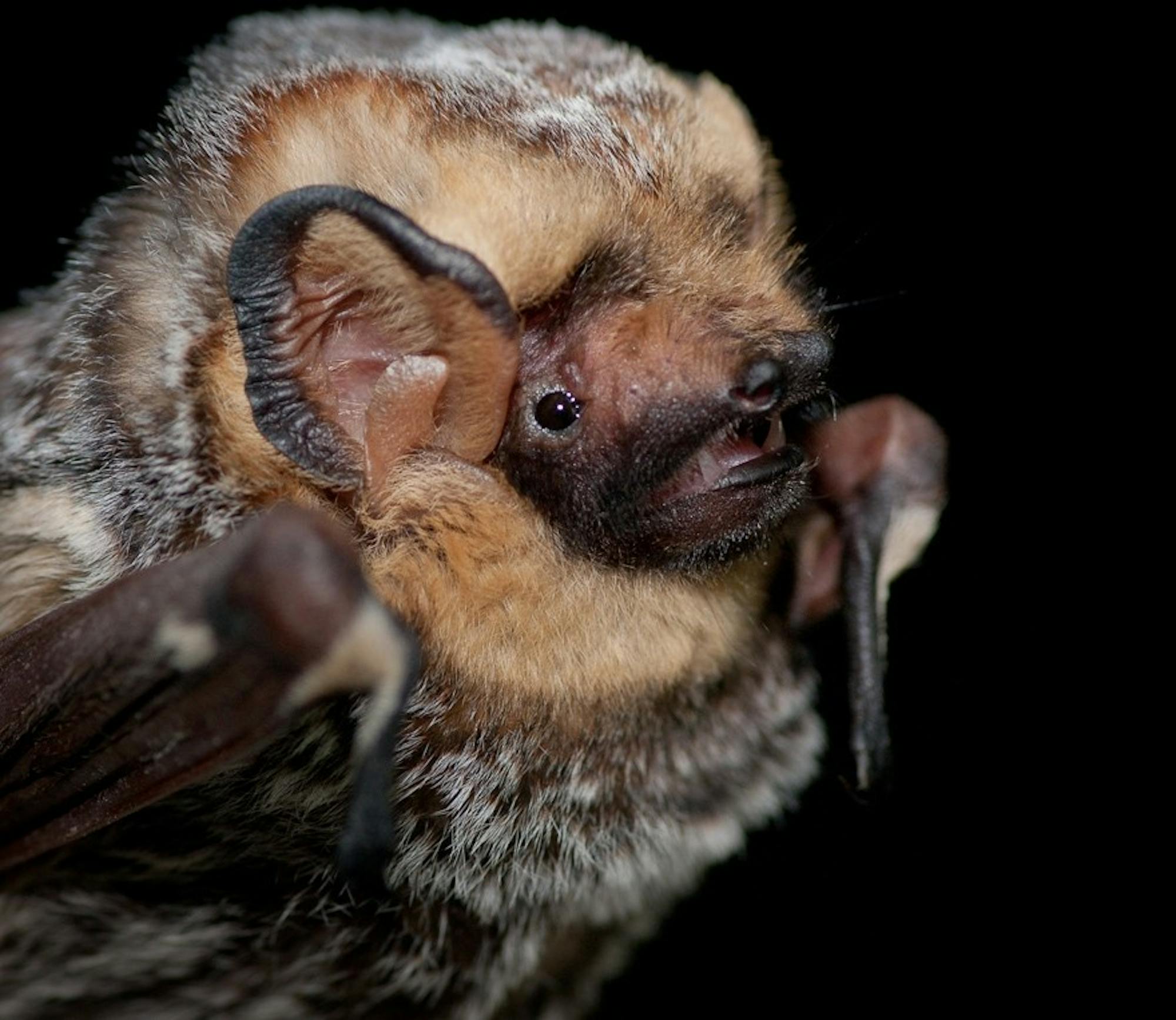 lasiurus-cinereus-portrait