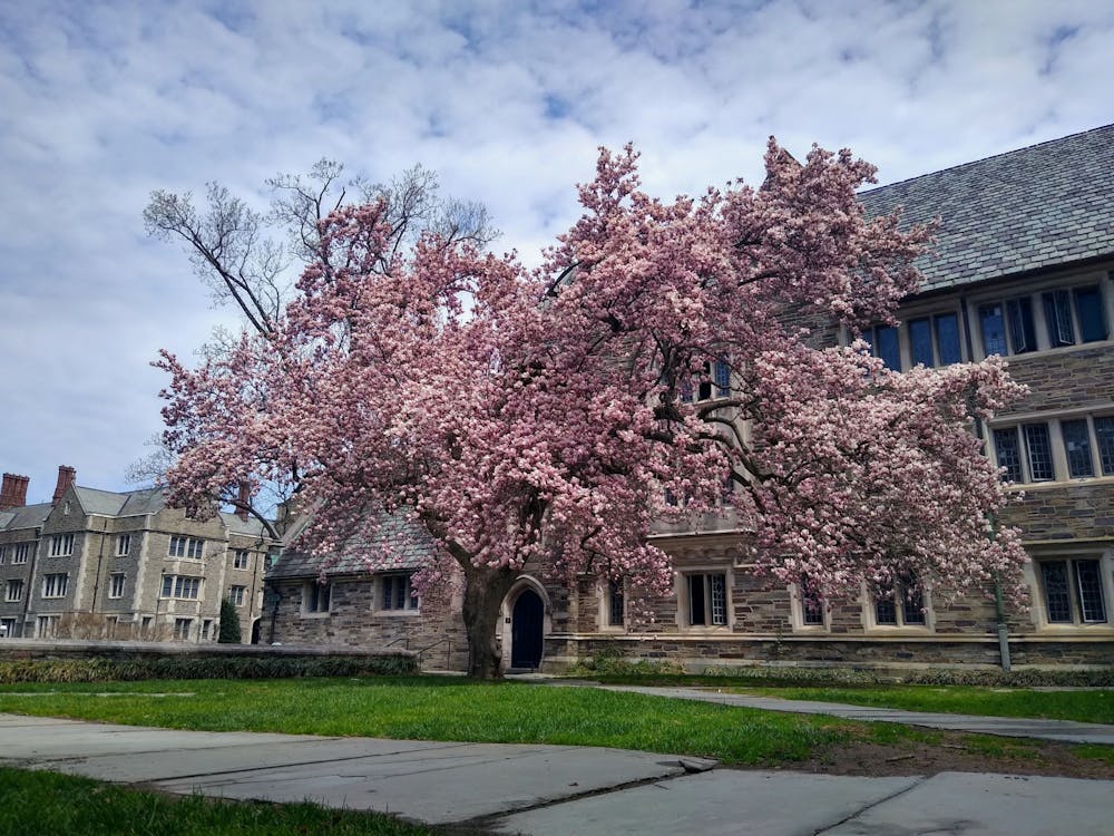 A tree in full bloom in the courtyard of Pyne Hall.
Mark Dodici / The Daily Princetonian