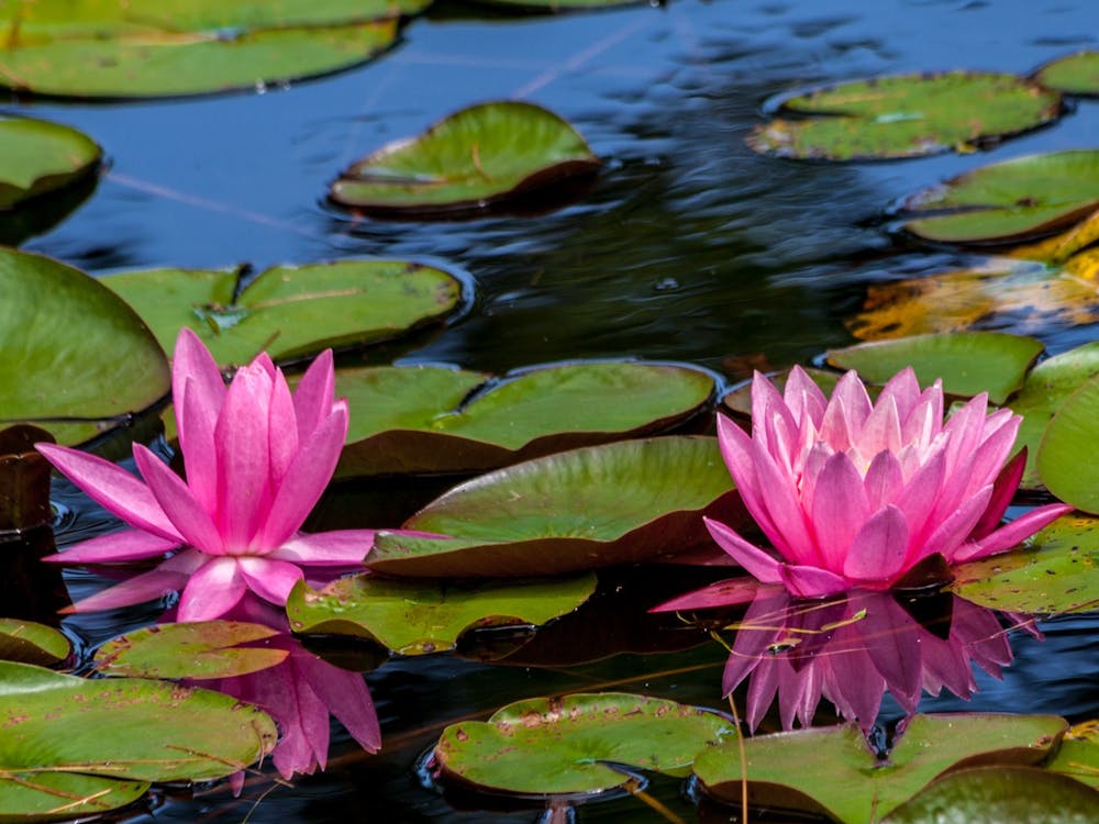 “Water Lily” by Paul VanDerWerf / CC BY 2.0
Here is some random stuff to test alt text functionality.