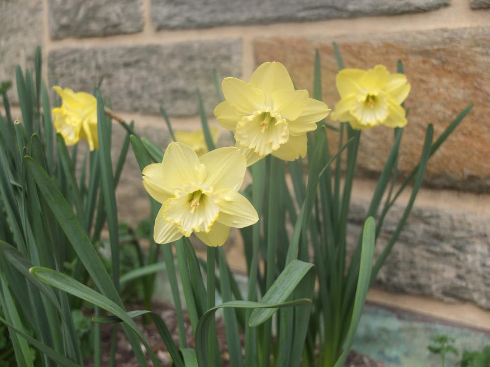 Yellow daffodils