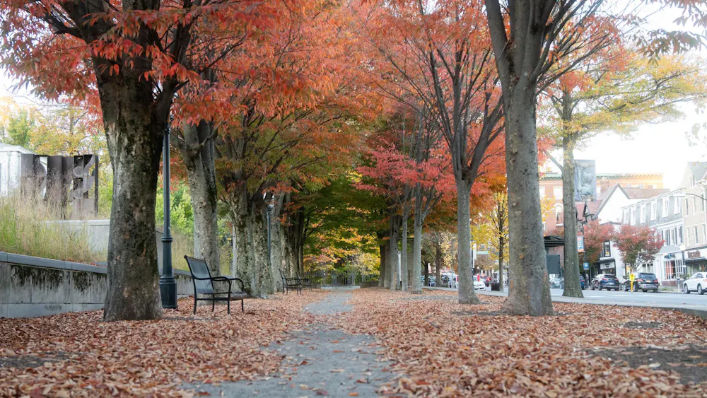 Walk Near Nassau St. 2 - Gheorghita (10_25_24).jpg