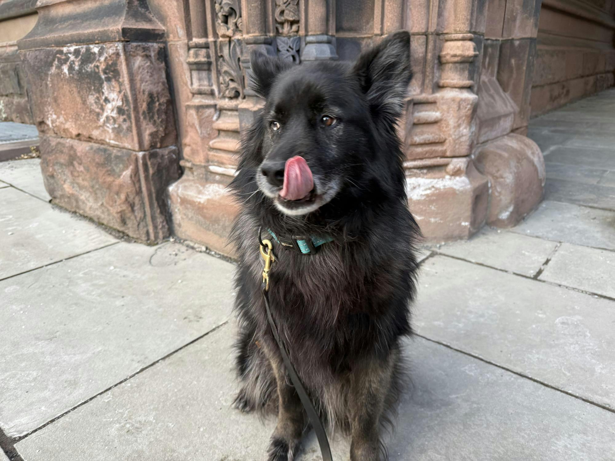 A black dog with a blue collar licks her snout, sitting in front of an old building.