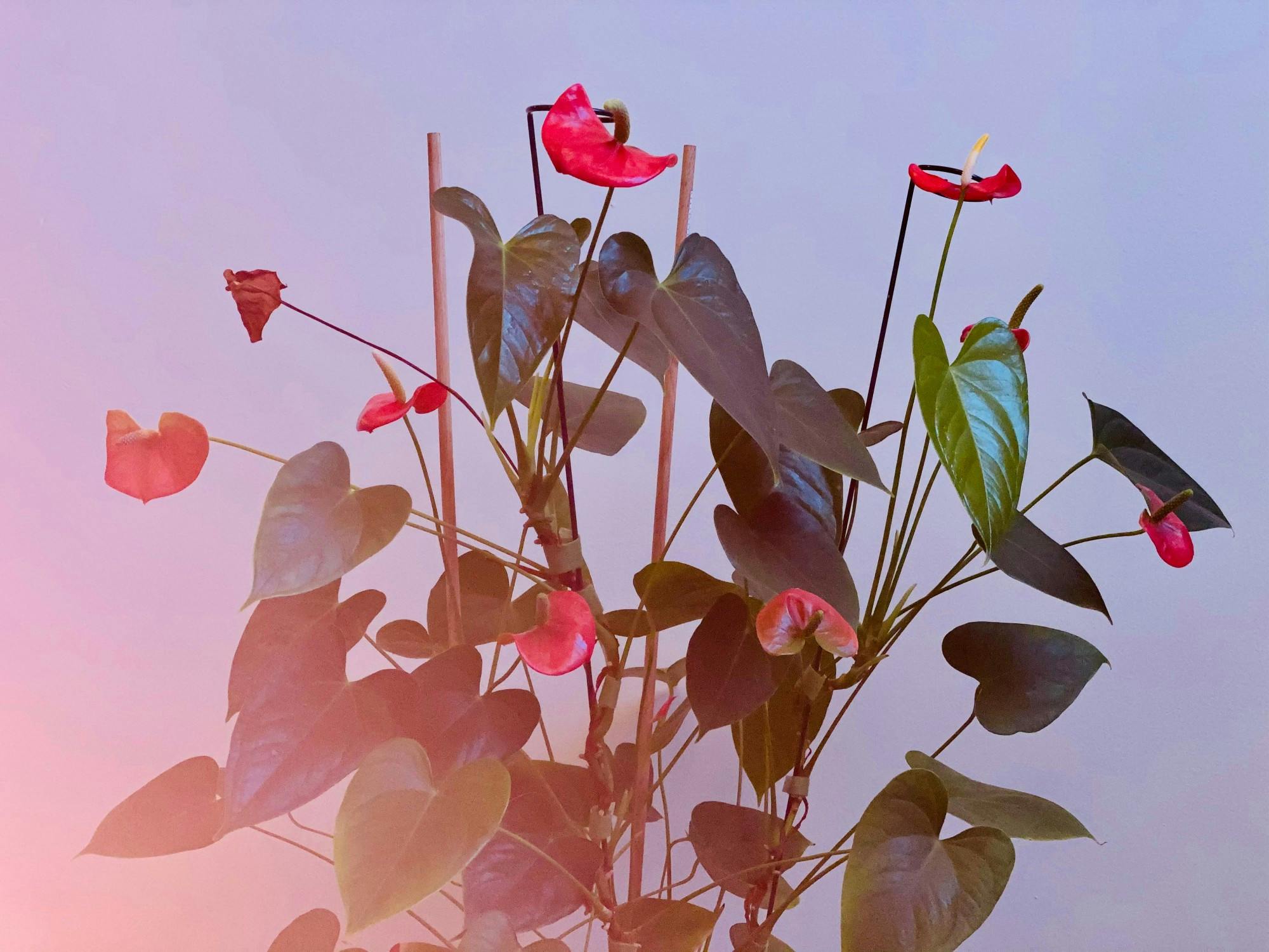 Jose Pablo Grief.jpg