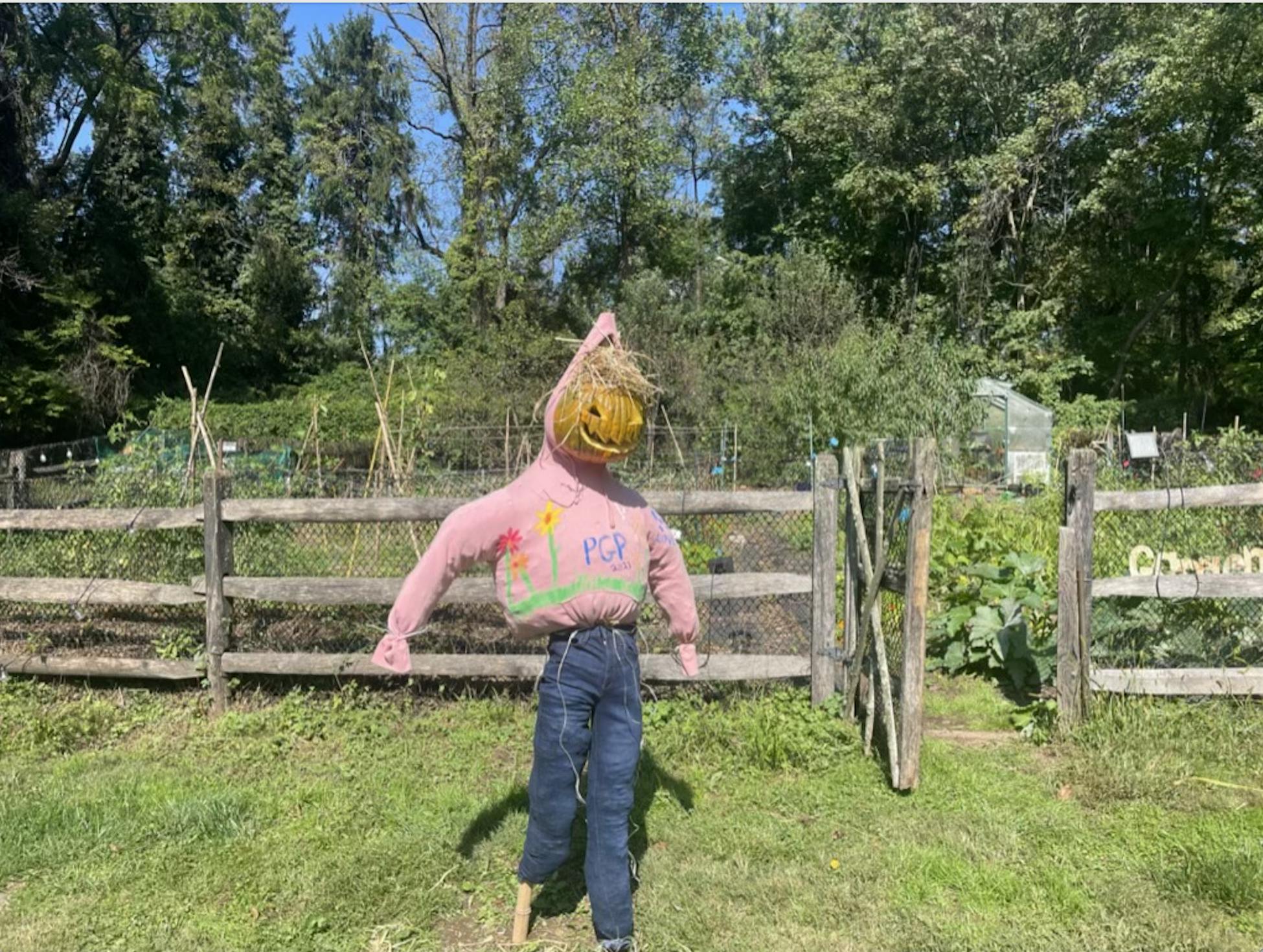 A scarecrow wearing a pink hoodie with “PGP” on it in front of a wooden-fenced garden.