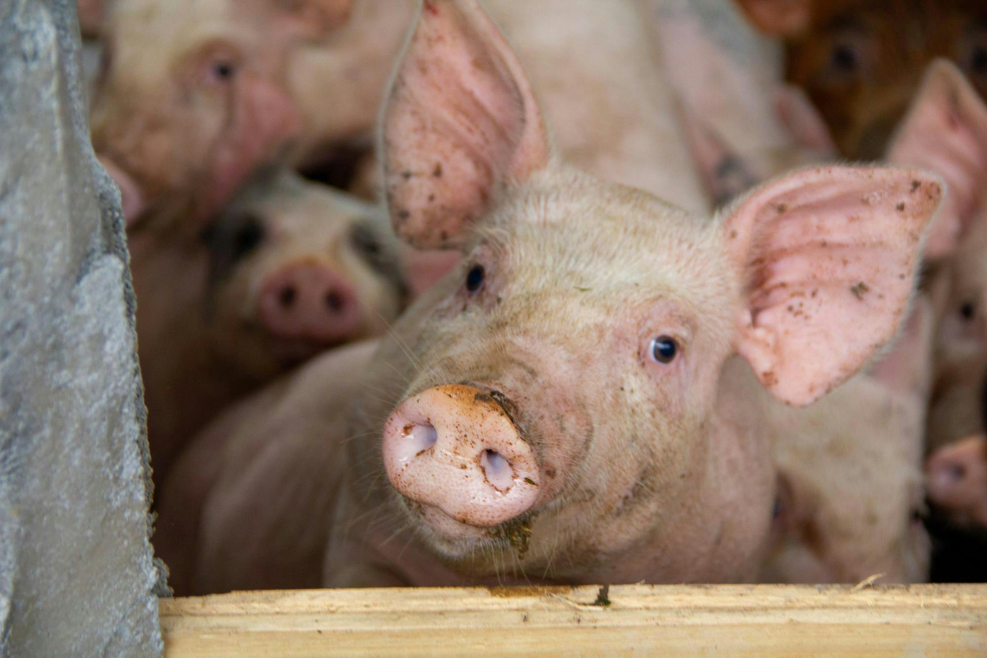 Pigs in an enclosure