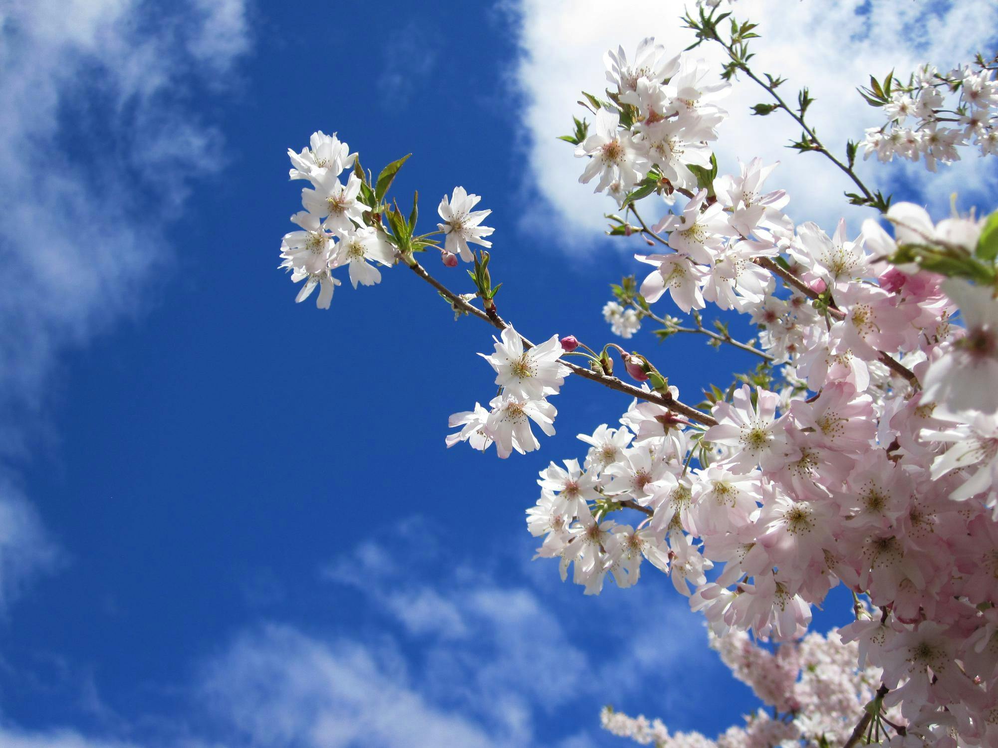 White and pink flowers.