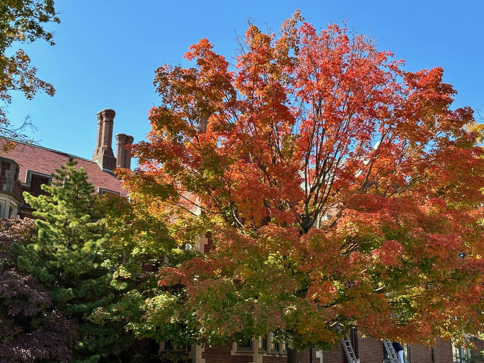 Autumn Tree 1879 Hall - JPFG.jpeg