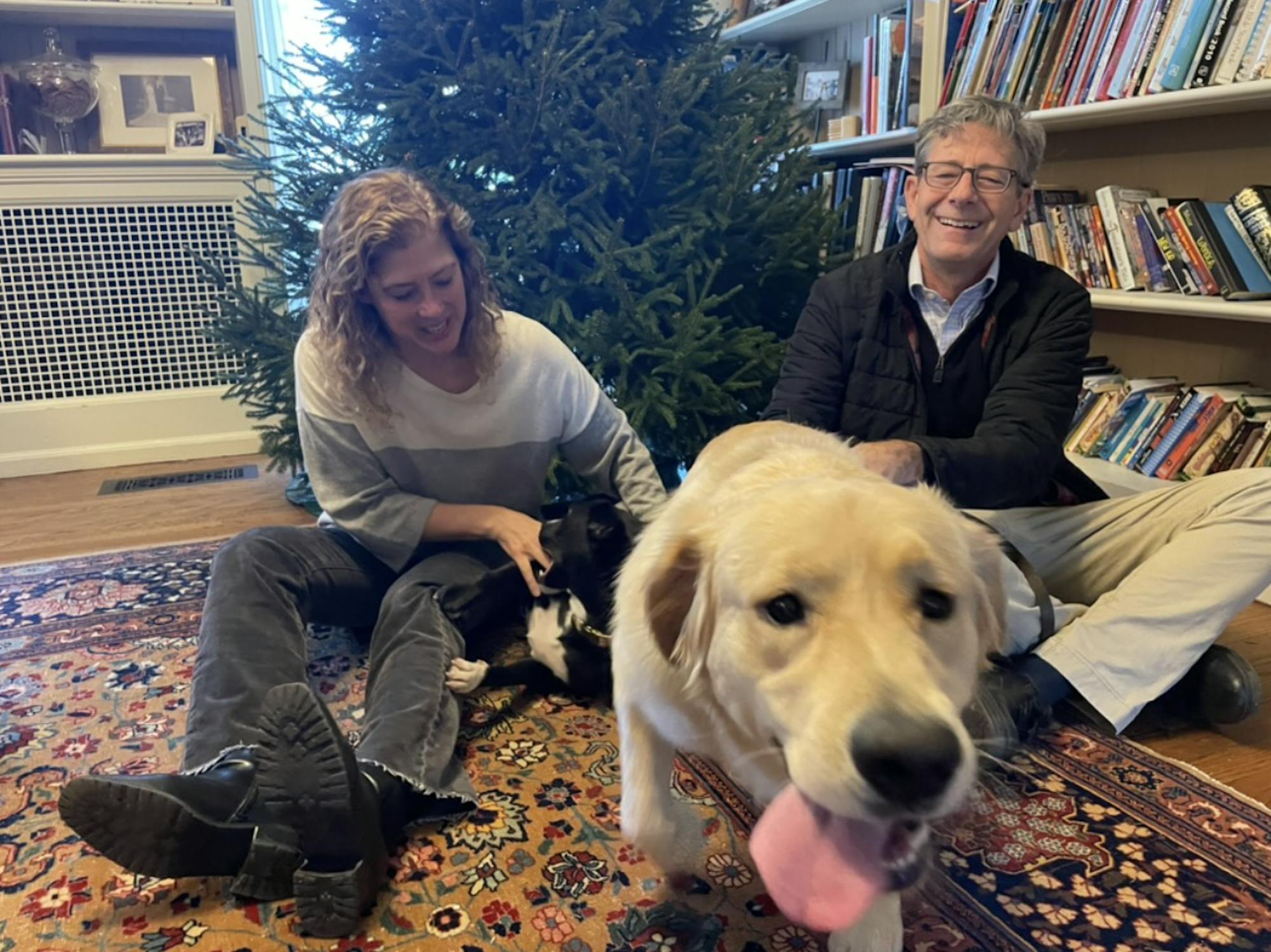 In this image, one dog runs up to the camera. Meanwhile, the other dog gnaws on a woman's hand. She sits next to a man in front of a Christmas tree.