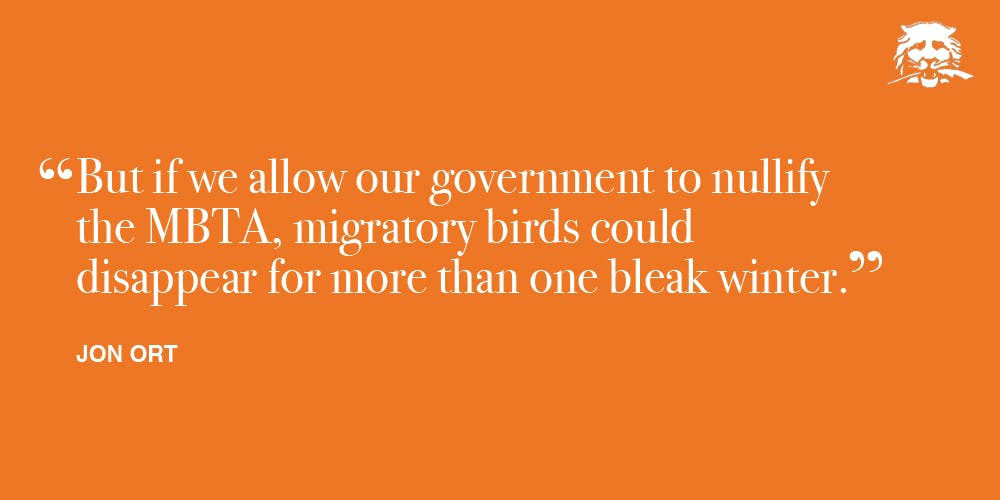 birds