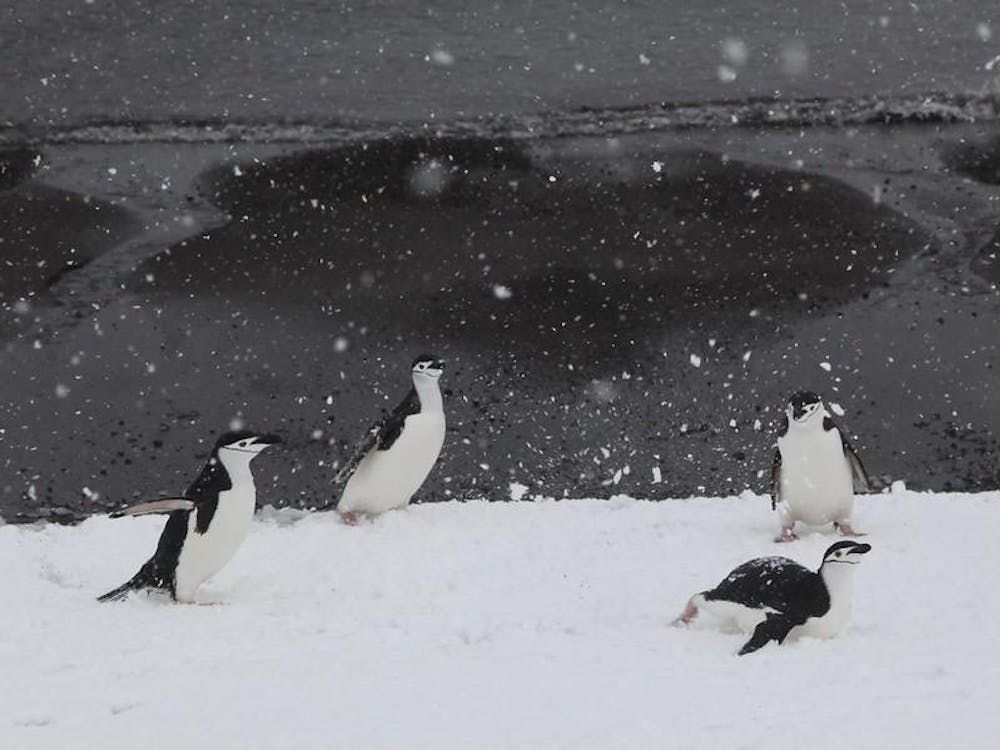 Chinstrap Penguins playing in the snow