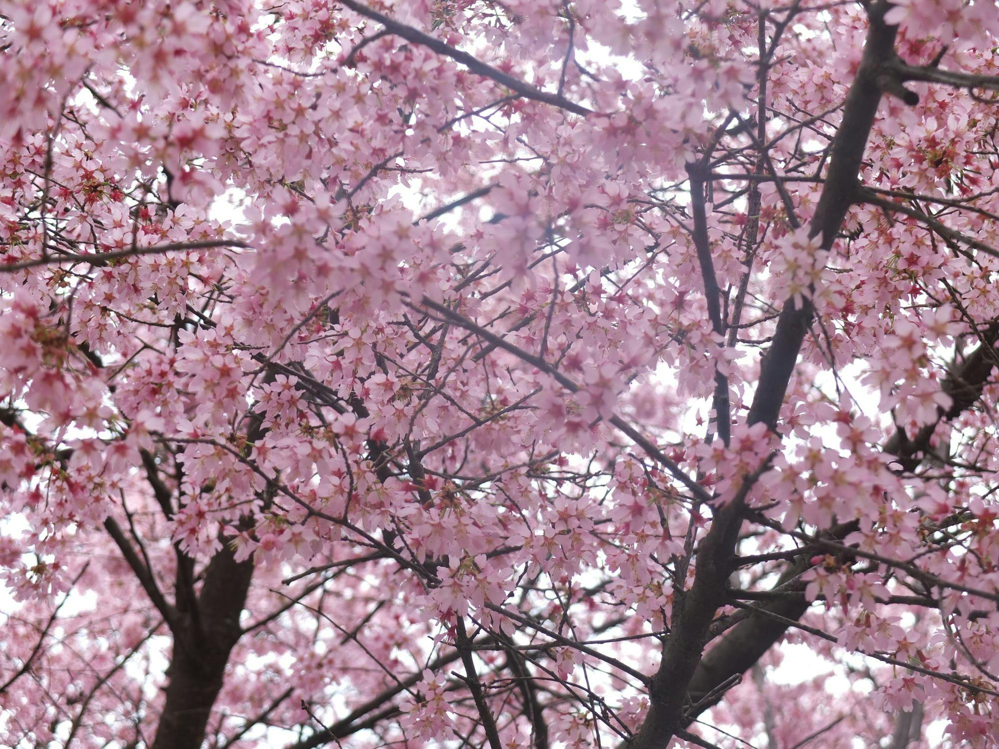 A full screen of beautiful, bright pink cherry orchards with yellow cores. 