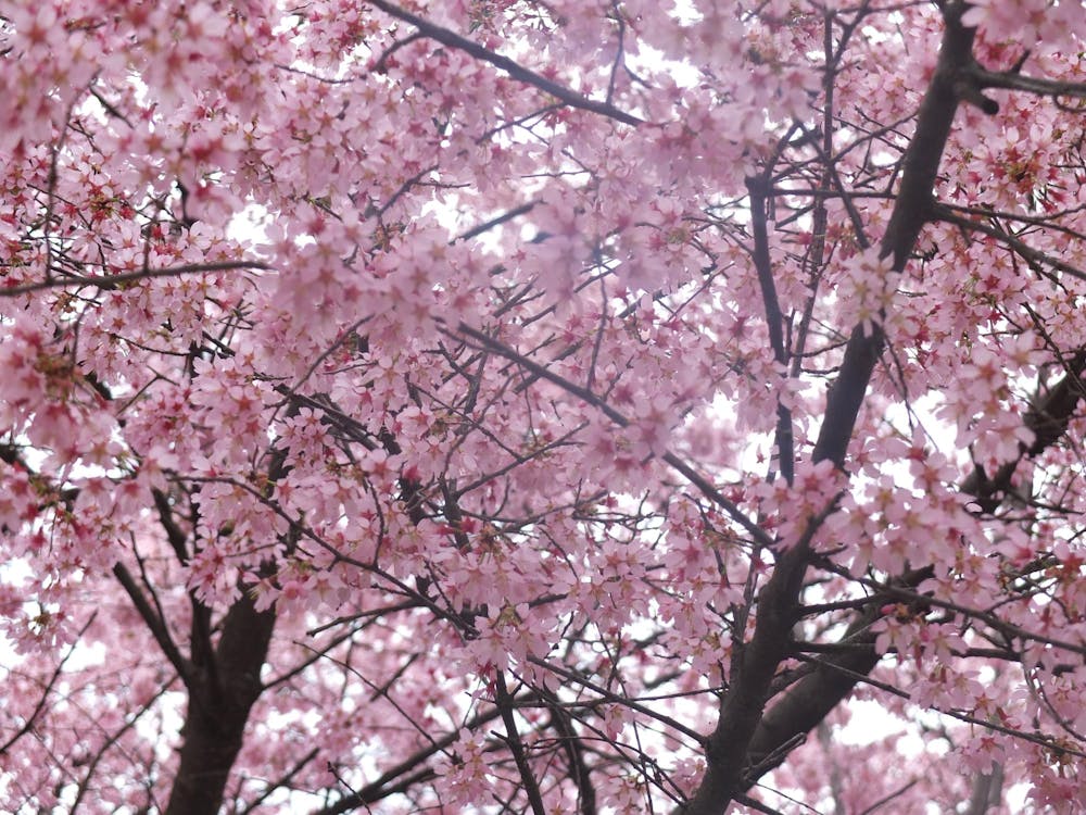 A full screen of beautiful, bright pink cherry orchards with yellow cores. 