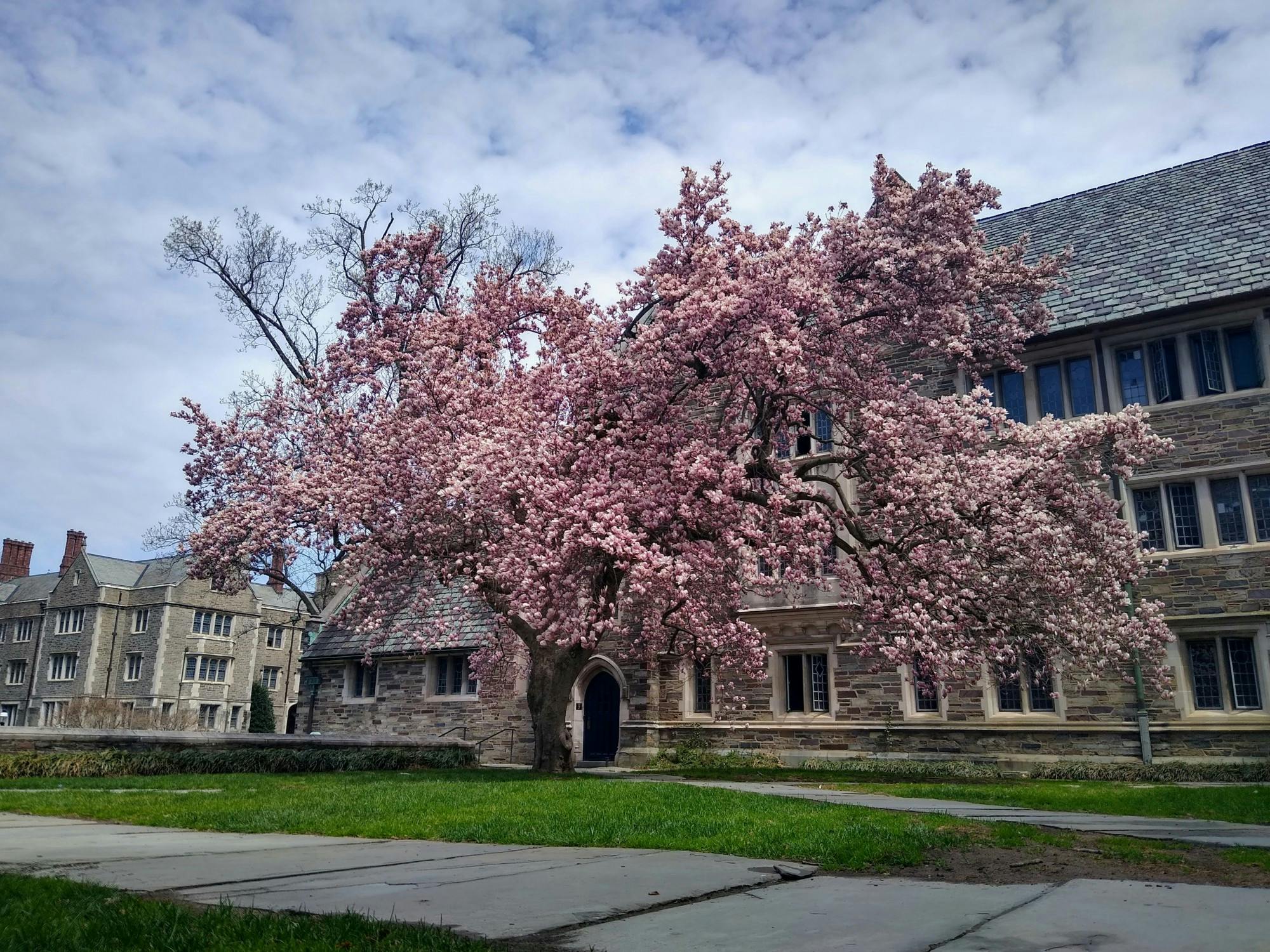 Pyne Hall Blossoms Spring