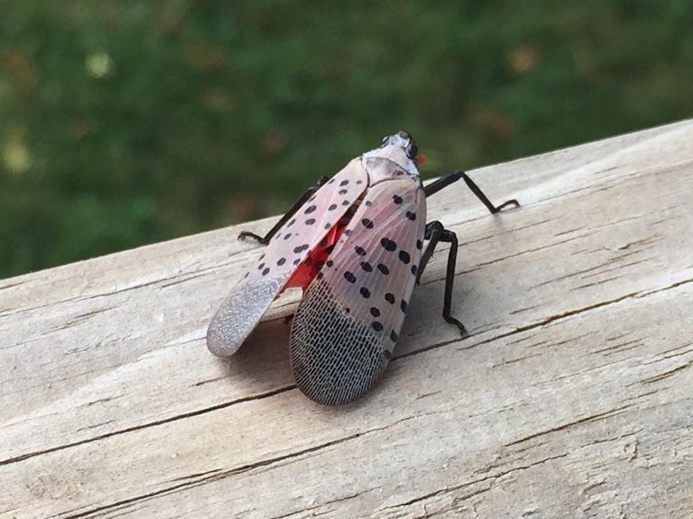 Adult spotted lanternfly
“Adult Lycorma delicatula” by Walthery / CC BY-SA 4.0