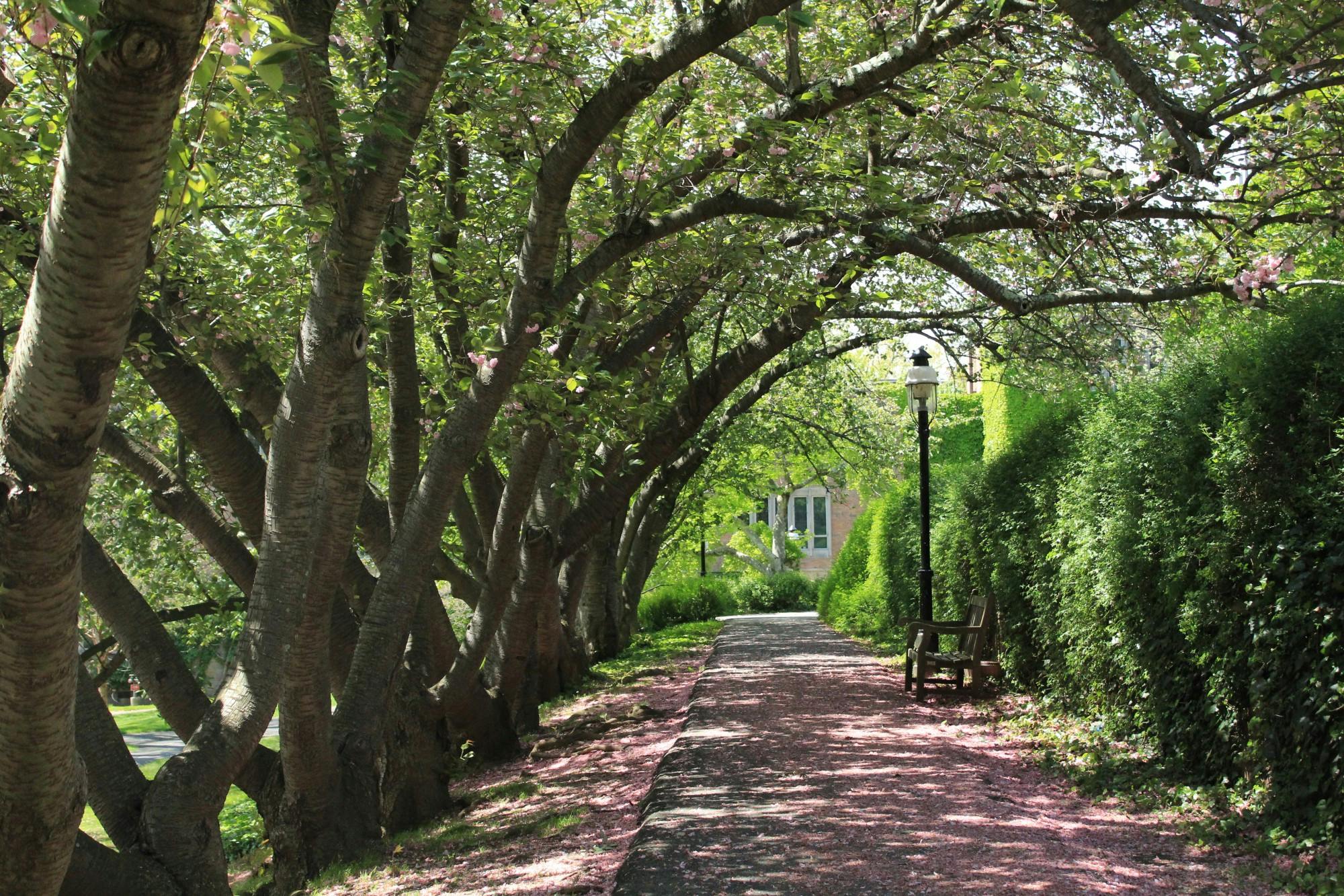 Guyot_Trees_Sam Lopez.JPG