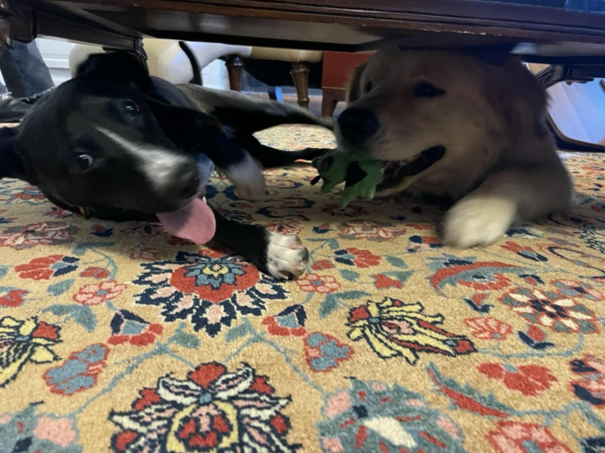 In this image, Fonzie and Lionela play under the coffee table. 