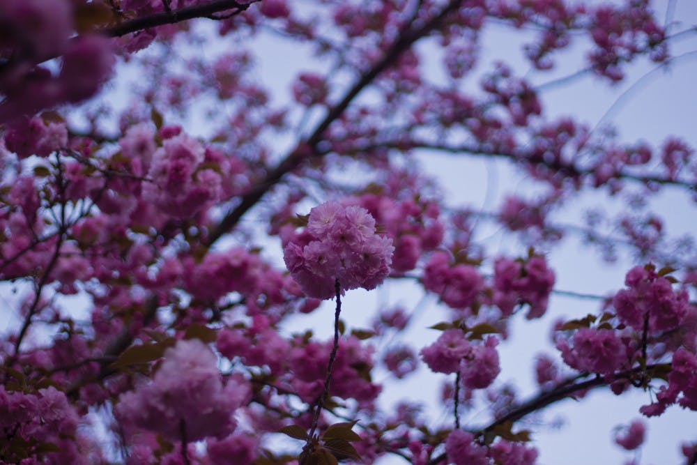 Flowers on Washington
