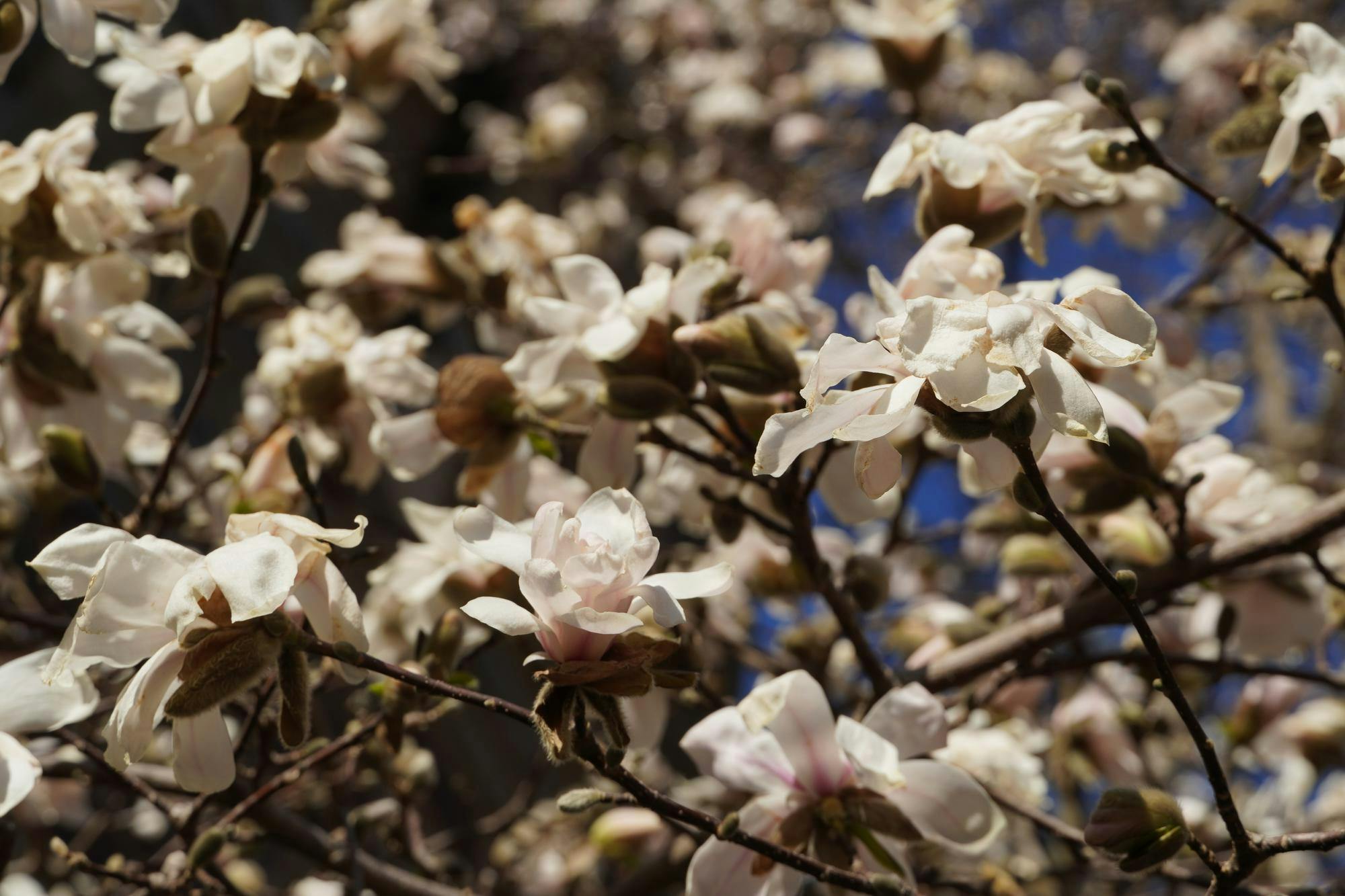 A tree with many white flowers in bloom