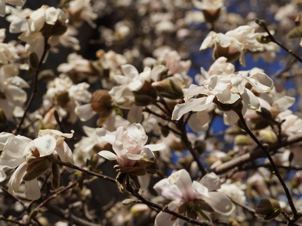A tree with many white flowers in bloom